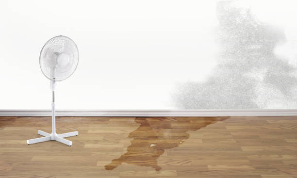 Best Mold removal after water damage  in Oak Grove Heights, AR
